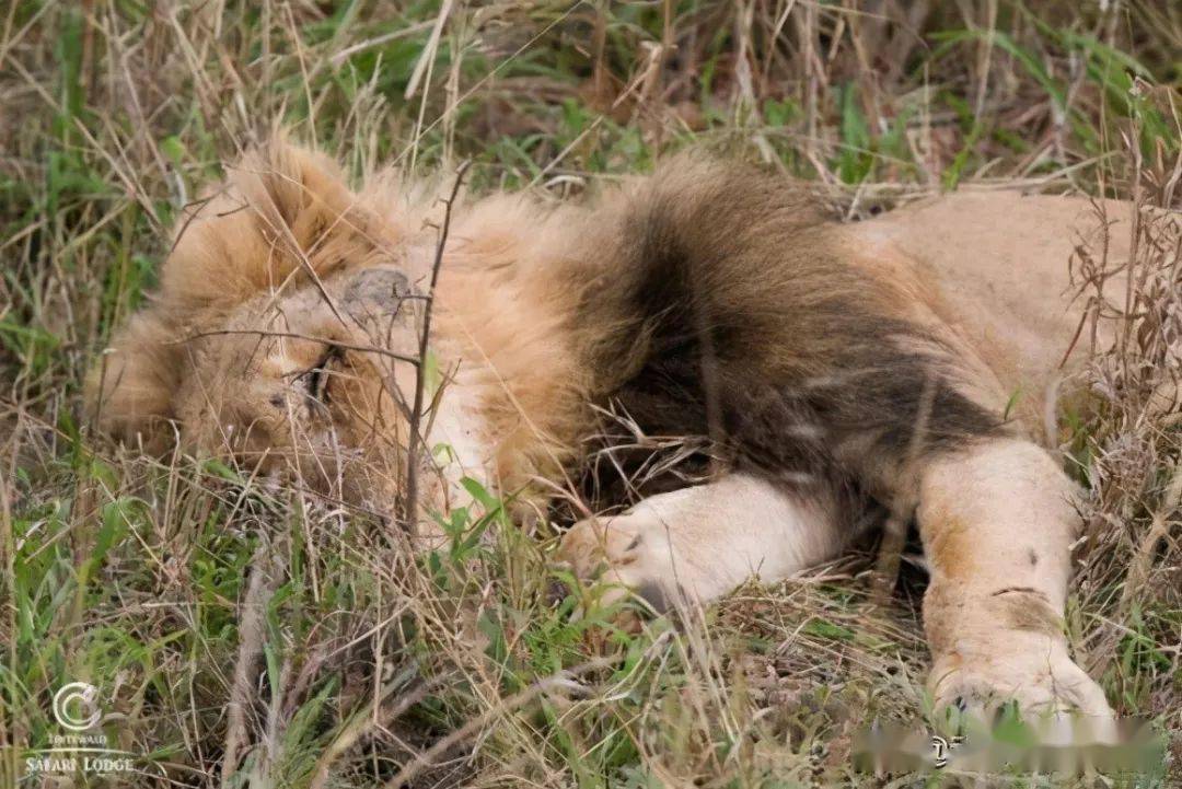 北马雄狮白脸的死亡:最惨烈的结局,老雄狮奋力挣扎到最后时刻_手机