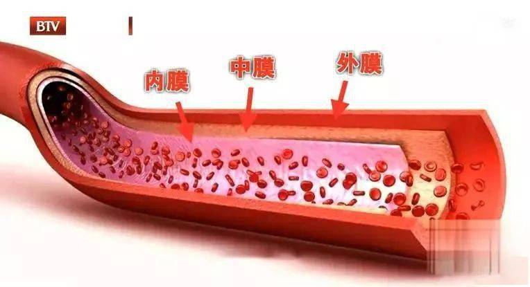 血管内皮结构图片