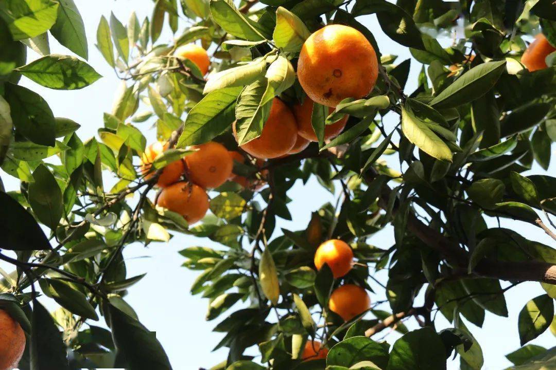 助农代言|常阴沙的秋,橘子熟了!