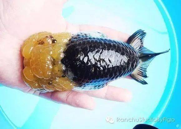 品鉴| 这种金鱼,堪称现代国粹金鱼的巅峰之作!_熊猫