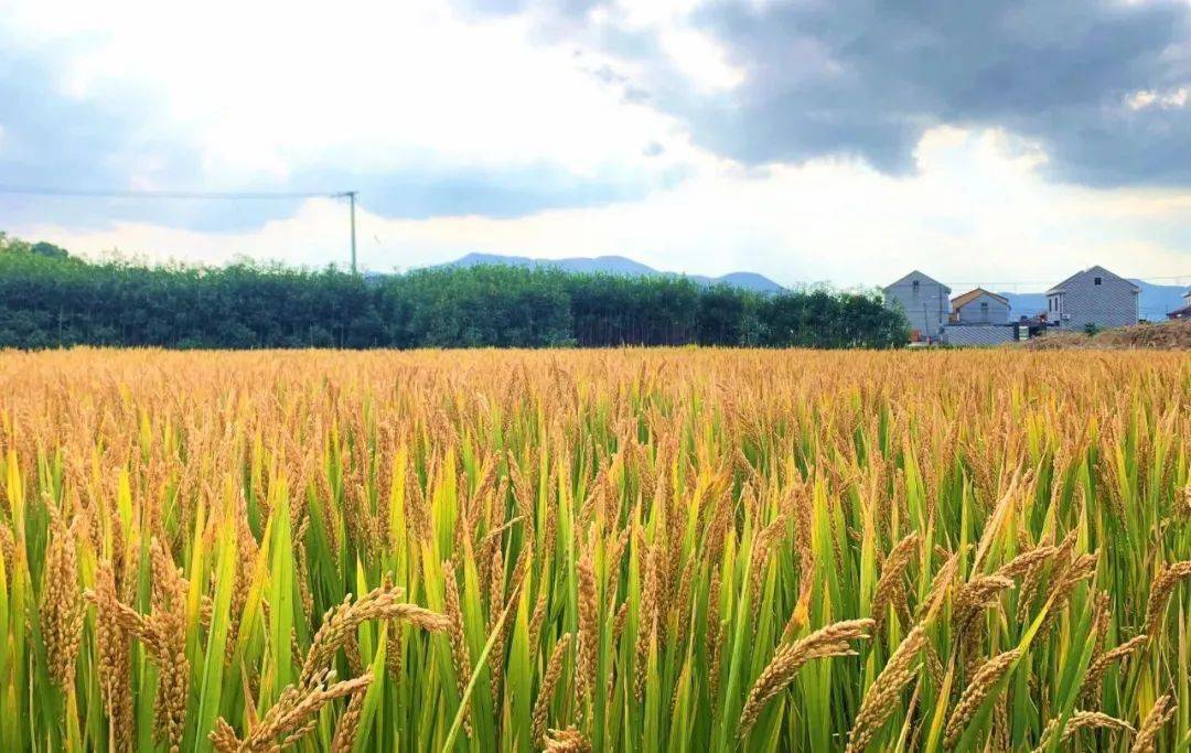 稻谷黄秋收忙柴桥百亩稻田奏响丰收曲