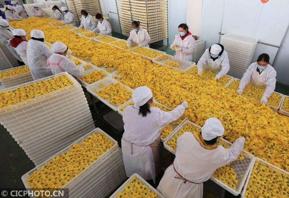贵州金沙扶贫菊花收获忙