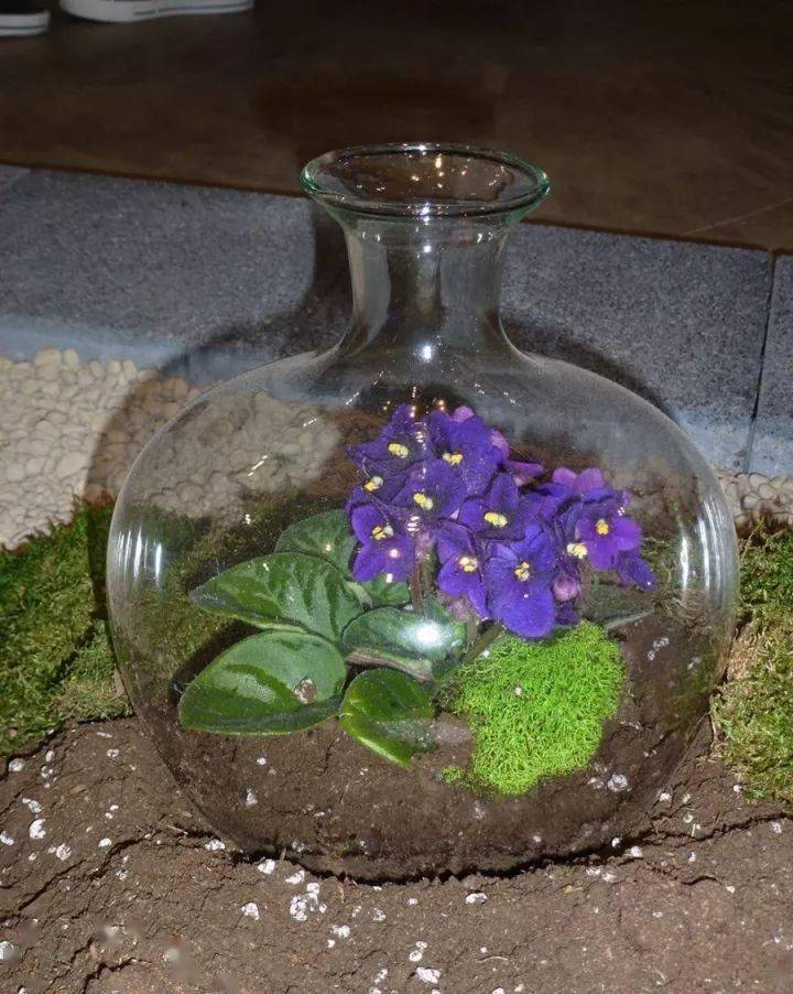 这些植物都适合种在玻璃瓶中半年不浇水也能活
