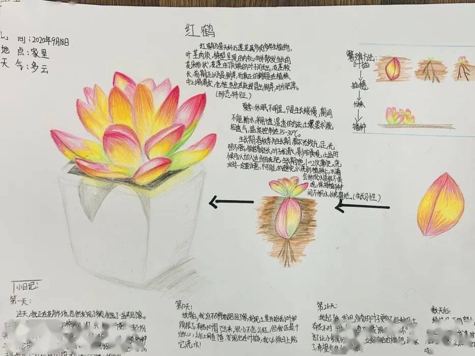 中學組此次活動中共收到學生創作的自然筆記作品278件,在各中小學校