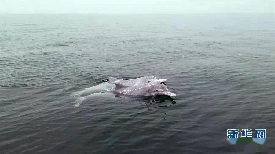 惊喜有人在东江拍到了中华白海豚