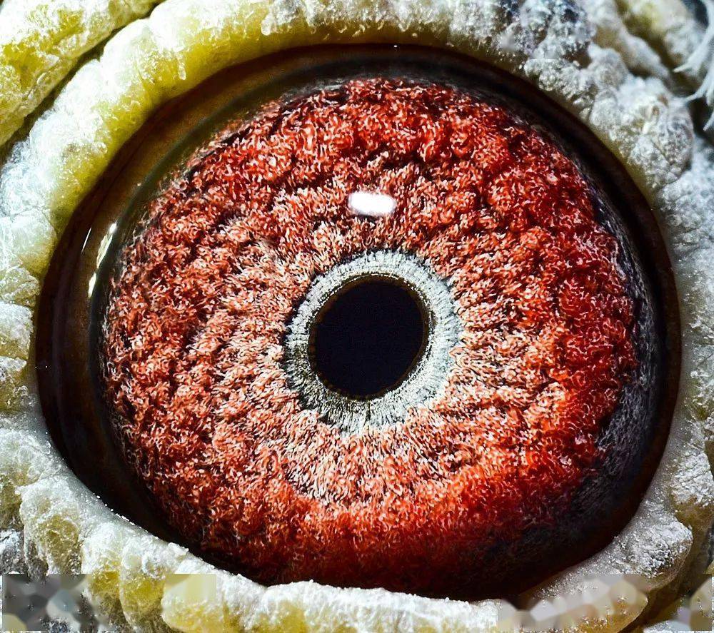 唐山阳光鸽舍超级种雄,就是这羽鸽王7位!