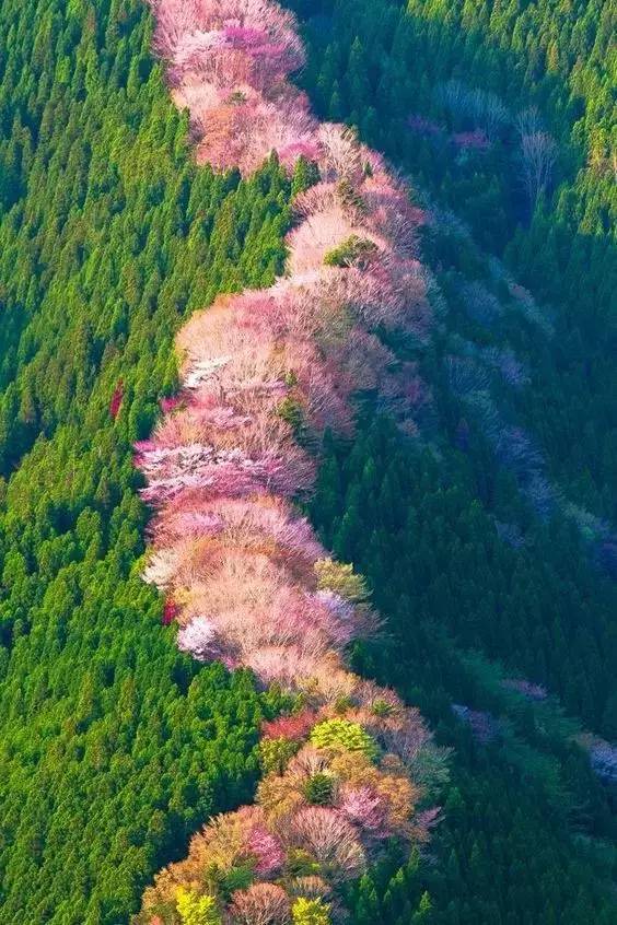 试试小光圈拍花更有意境-搜狐大视野-搜狐新闻