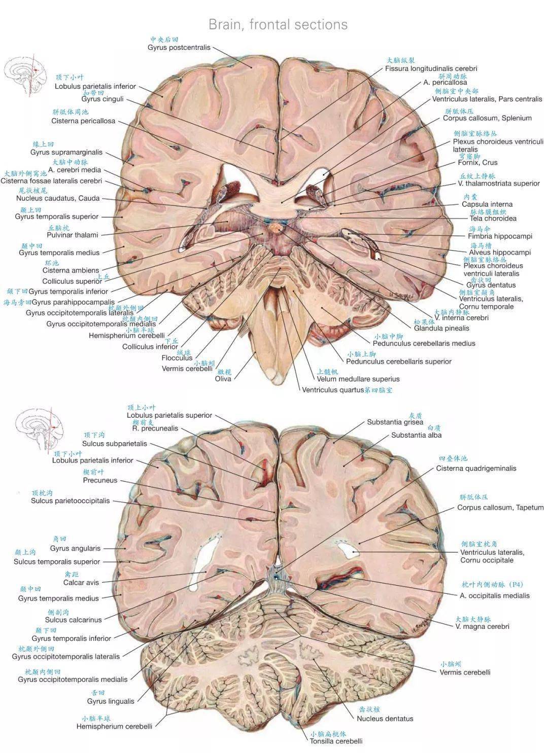 解剖| 顱腦斷層解剖圖譜~標註到位,值得收藏