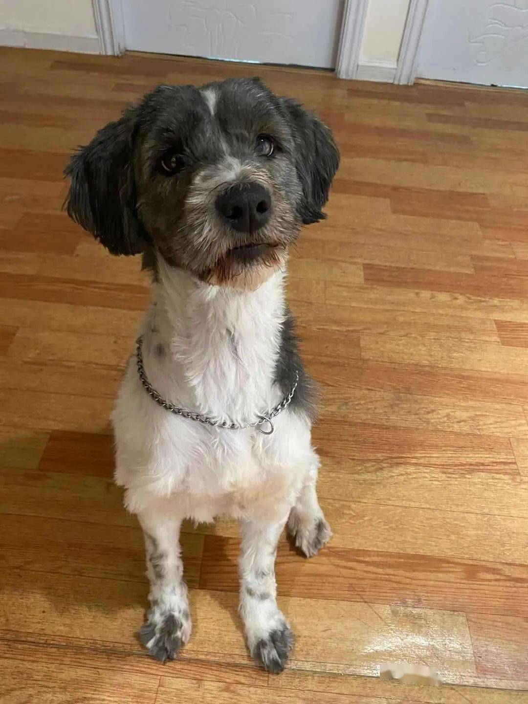 救助领养网红狗哈尼求领养