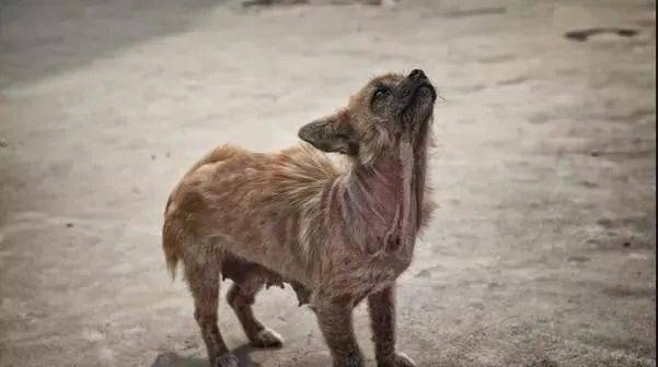 流浪狗街边仰天长啸!背后的故事让人心酸!