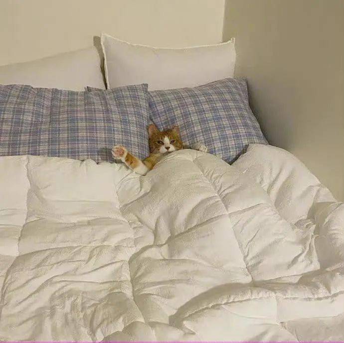 猫咪在床上给铲屎官暖床太可爱了