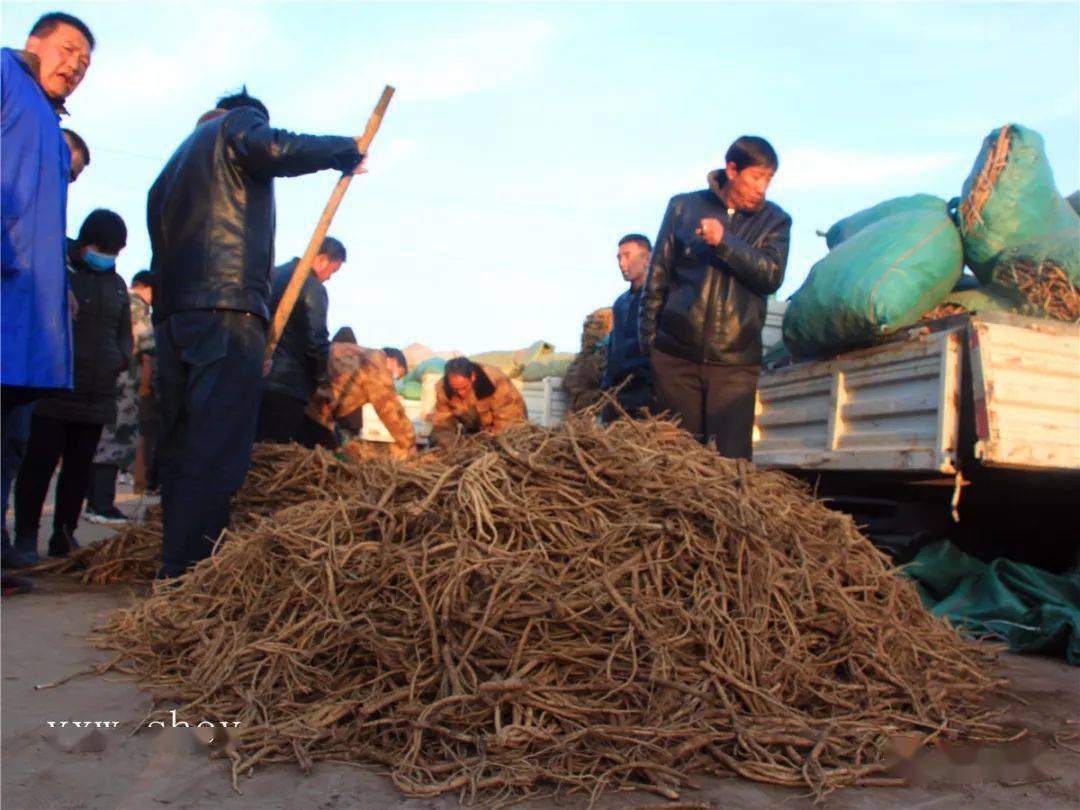 陇西首阳中药材交易市场一撇