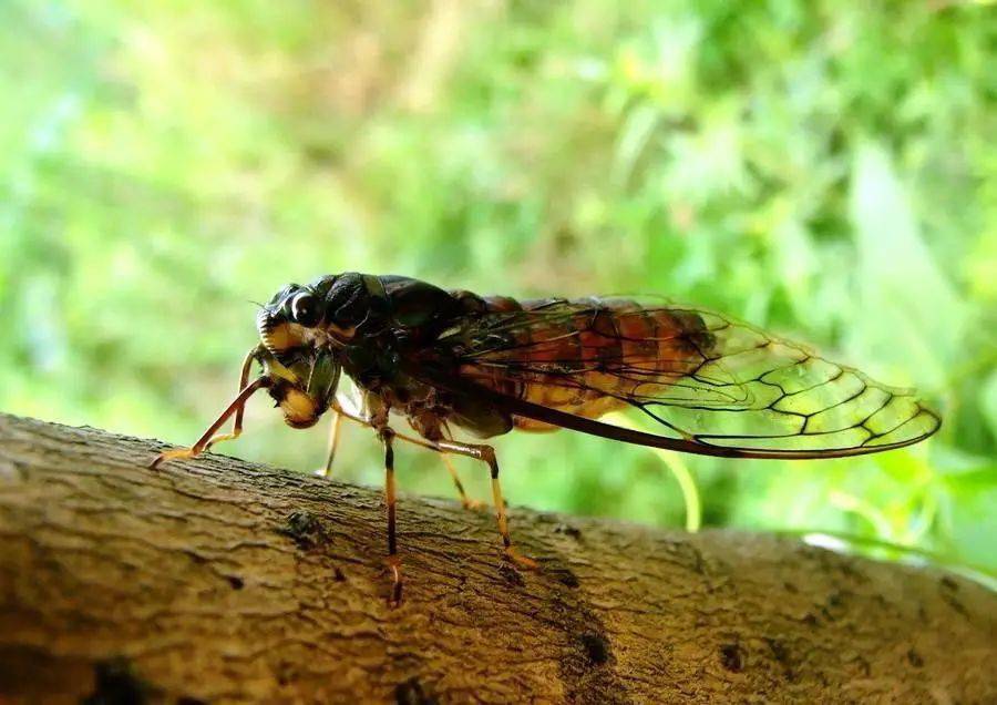 随笔童年记忆之捕蝉
