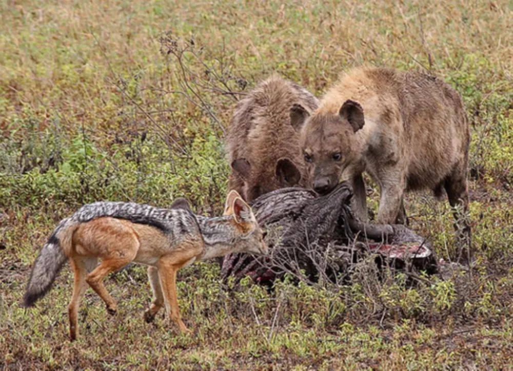 胡狼群围攻鬣狗鬣狗兄弟过来帮忙结果胡狼悲剧了