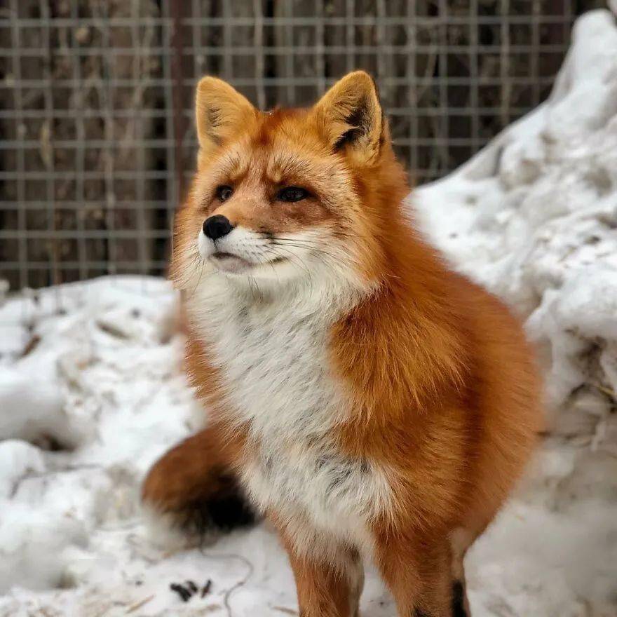 俄罗斯小哥从皮草农场救回小狐狸如今这毛茸茸的大尾巴也太可爱了