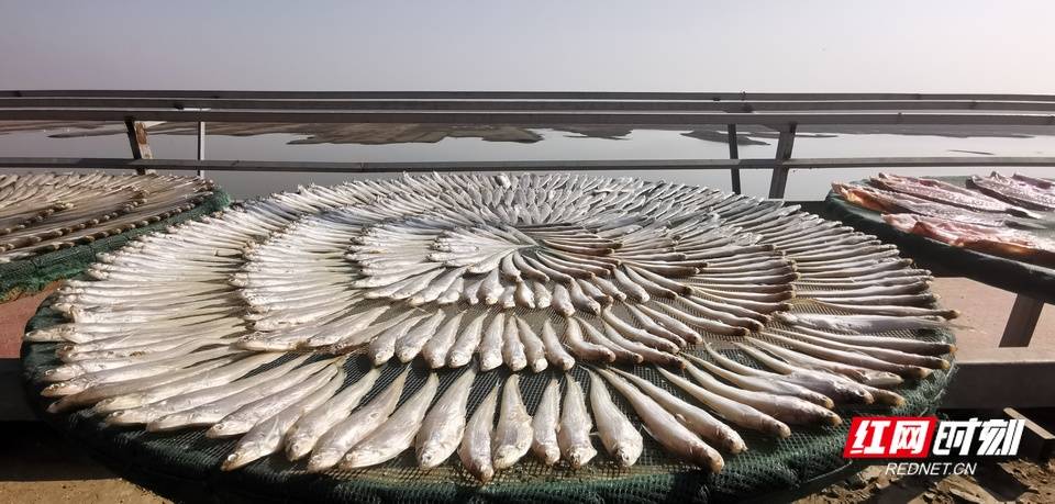 岸上新生活丨从野生鱼馆到晒鱼长廊 六门闸上岸渔民撑起新产业