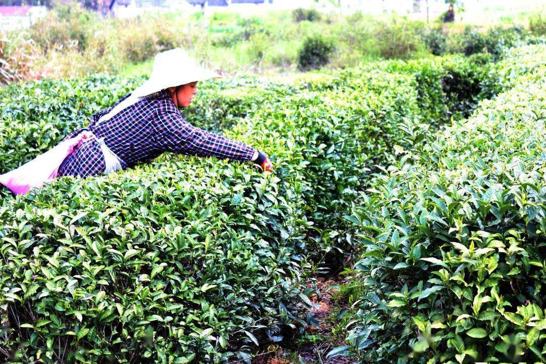 跟着茶日历学习中国茶祁门红茶