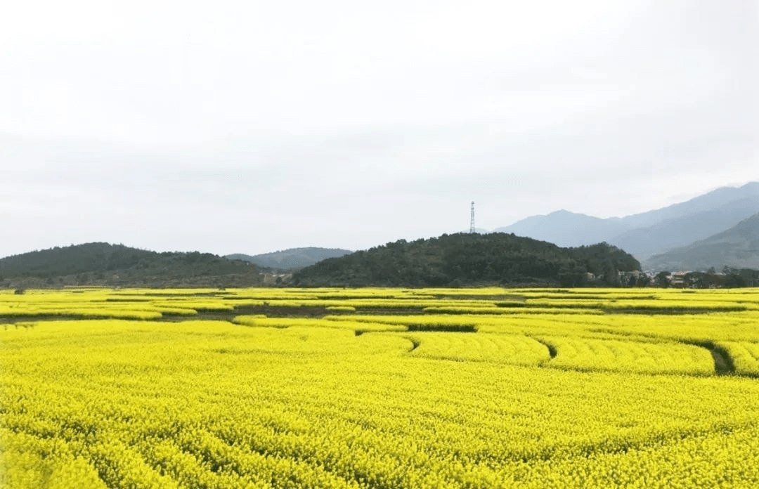 湖上鄉南村村油菜花種植基地