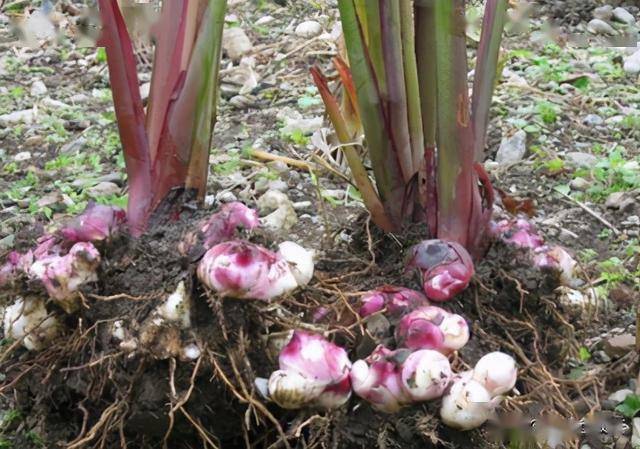 这种植物又叫美人蕉,姜芋,金山芋,旱藕等,是一种叶片很肥大,且花朵是