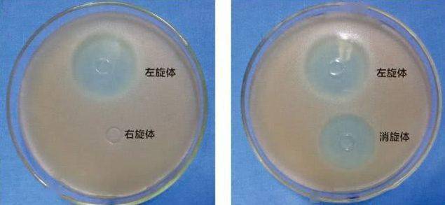参见体外抑菌试验:氟苯尼考(左旋体)有抗菌活性,异构体(右旋体)无抗菌