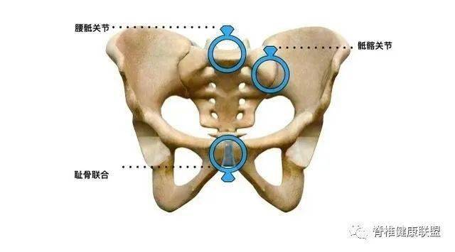 于男性,女性自身的髂骨会更宽,根据生物力学来说,当骨盆更宽的时候,膝