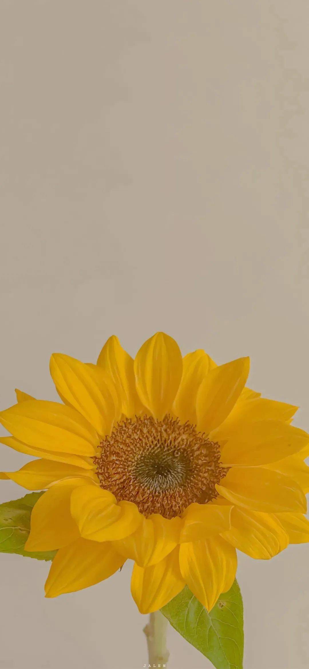 tang0405清新脱俗不凡壁纸集