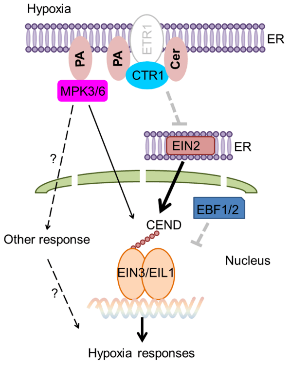 083)在线发表了题为new insights into the role of lipids in plant