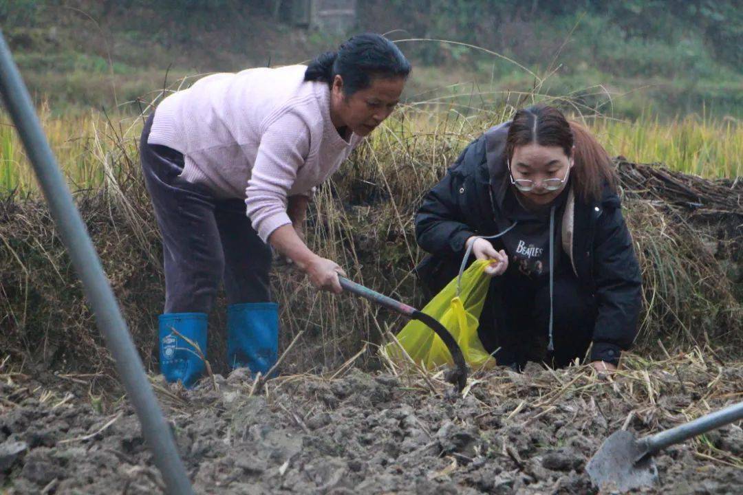 八开镇组织党员干部下田示范秋冬种