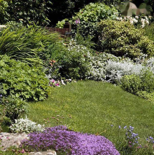干货丨雨水花园里的植物集锦