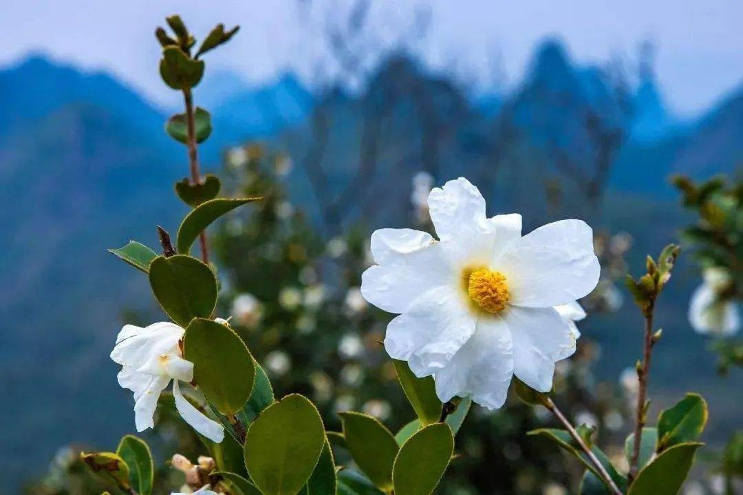 登油茶山采油茶花蜜尝健康茶油油茶飘香的耒阳正在等你