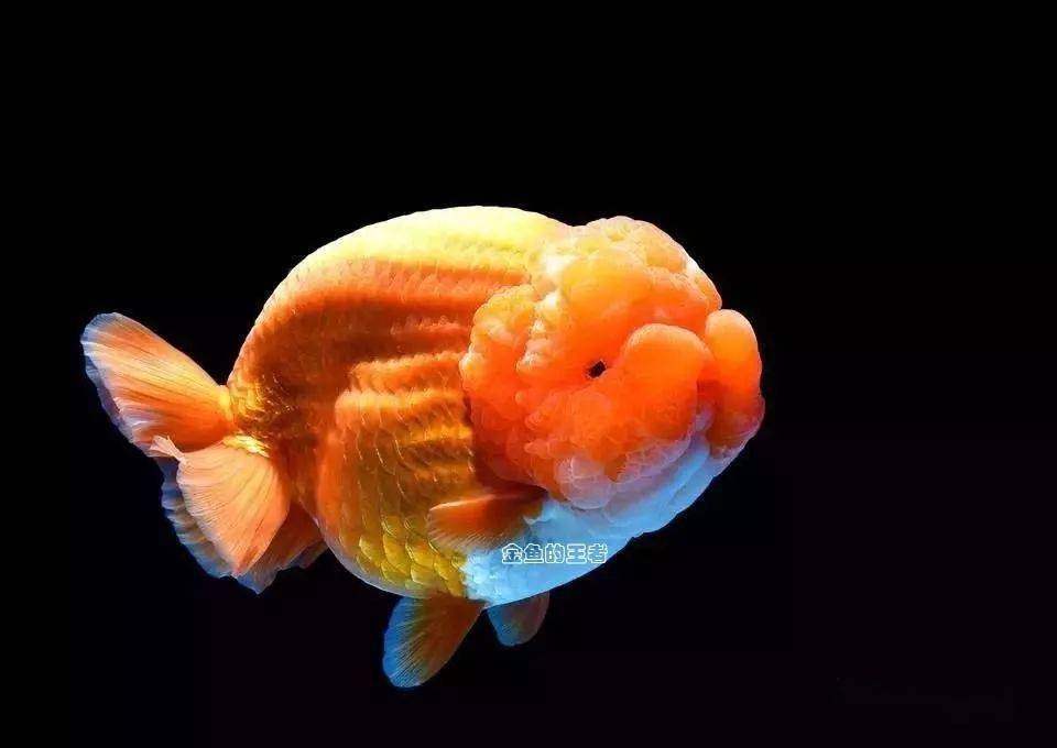 兰寿金鱼品种图片