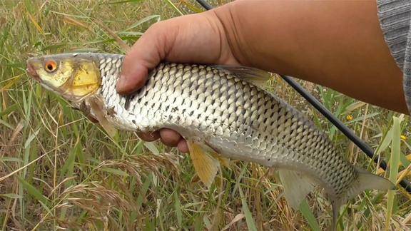 野钓的魅力你永远不知道下一竿是什么鱼红眼马郎鱼太惊喜了