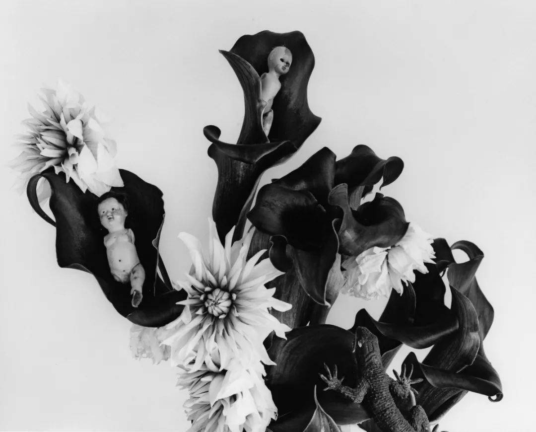 荒木经惟摄影作品我想荒木同样如此,他通过花朵制造出一种妖艳的幻美