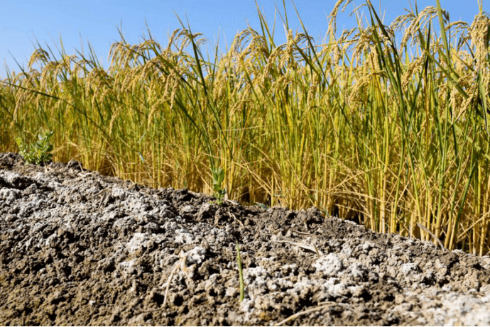 盐碱地大米长啥样?_水稻