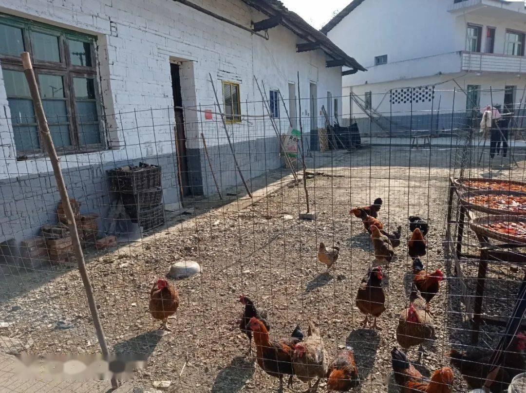 家禽圈养助推农村人居环境大变样