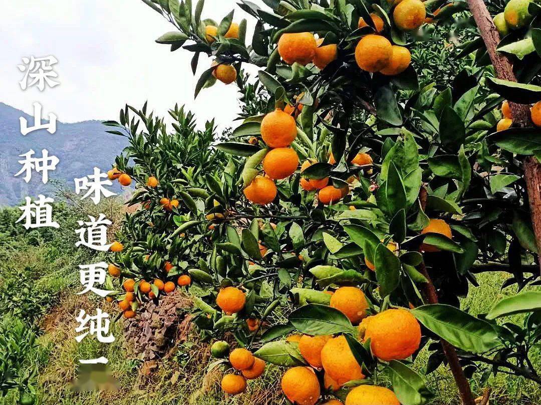 江西乐平蜜桔(江西蜜橘之乡是哪里)