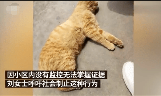 大约一年前猫开始陆陆续续被人为打死,大约有十几只猫被打死,而且死相