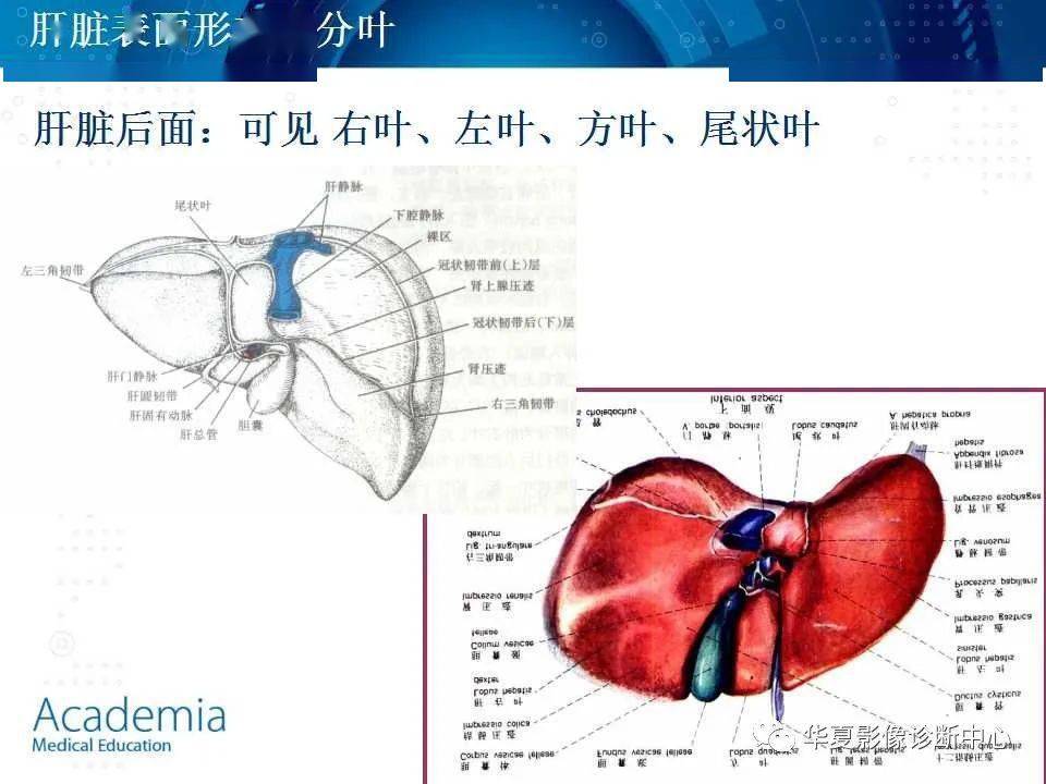 肝臟的基本解剖及分段
