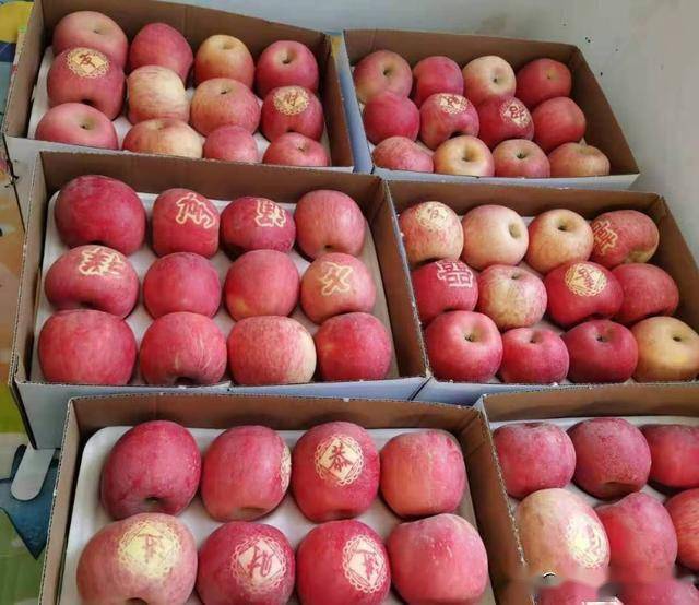 平山东白面红的苹果熟了_手机搜狐网