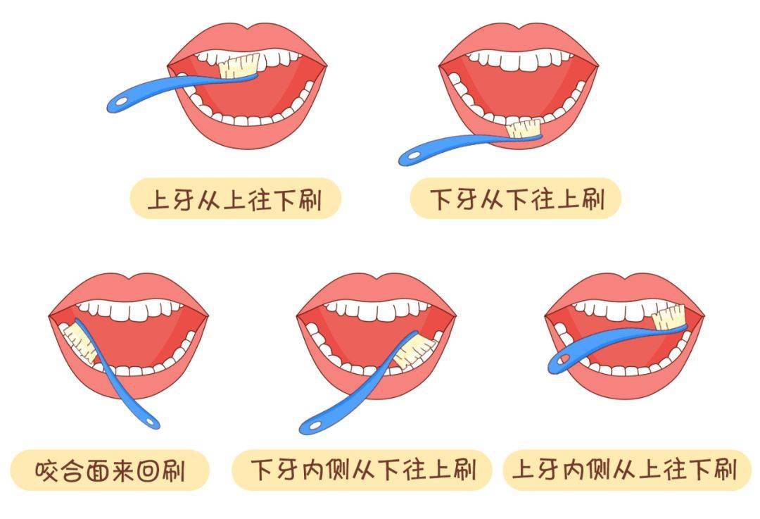 但如果一直是在横着刷牙,就有可能造成牙龈萎缩,甚至脱落,让牙齿早