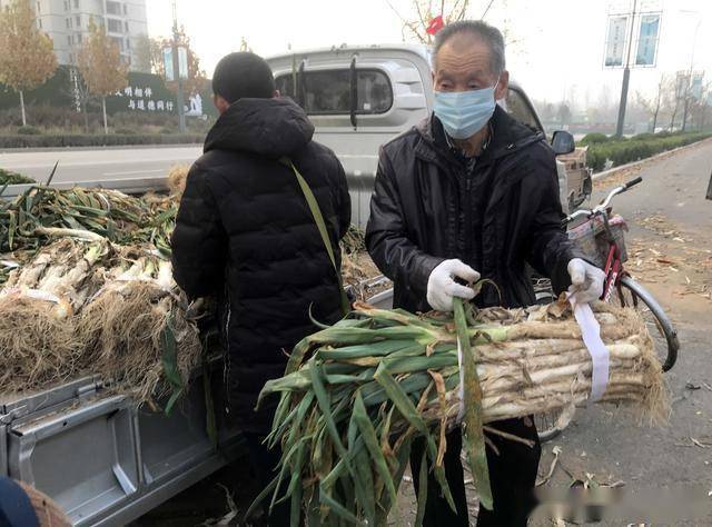 山西大葱今年卖出高价市民感叹市场咋了笔者调查发现缘由