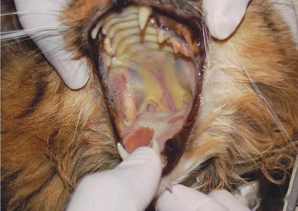 猫杯状病毒症状有哪些,又该如何治疗呢?