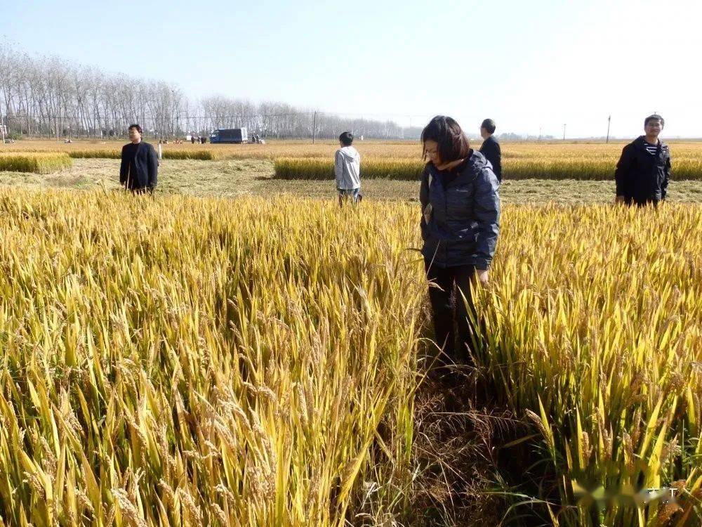 好地出好米!庐江这个镇通过2020年优质特色稻米基地测产验收