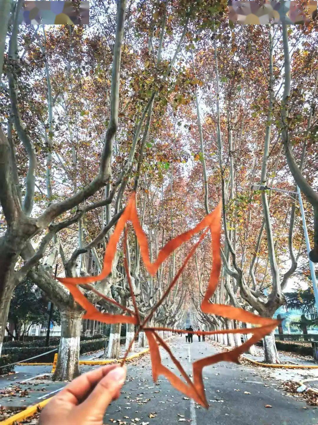 金色梧桐节美醉了