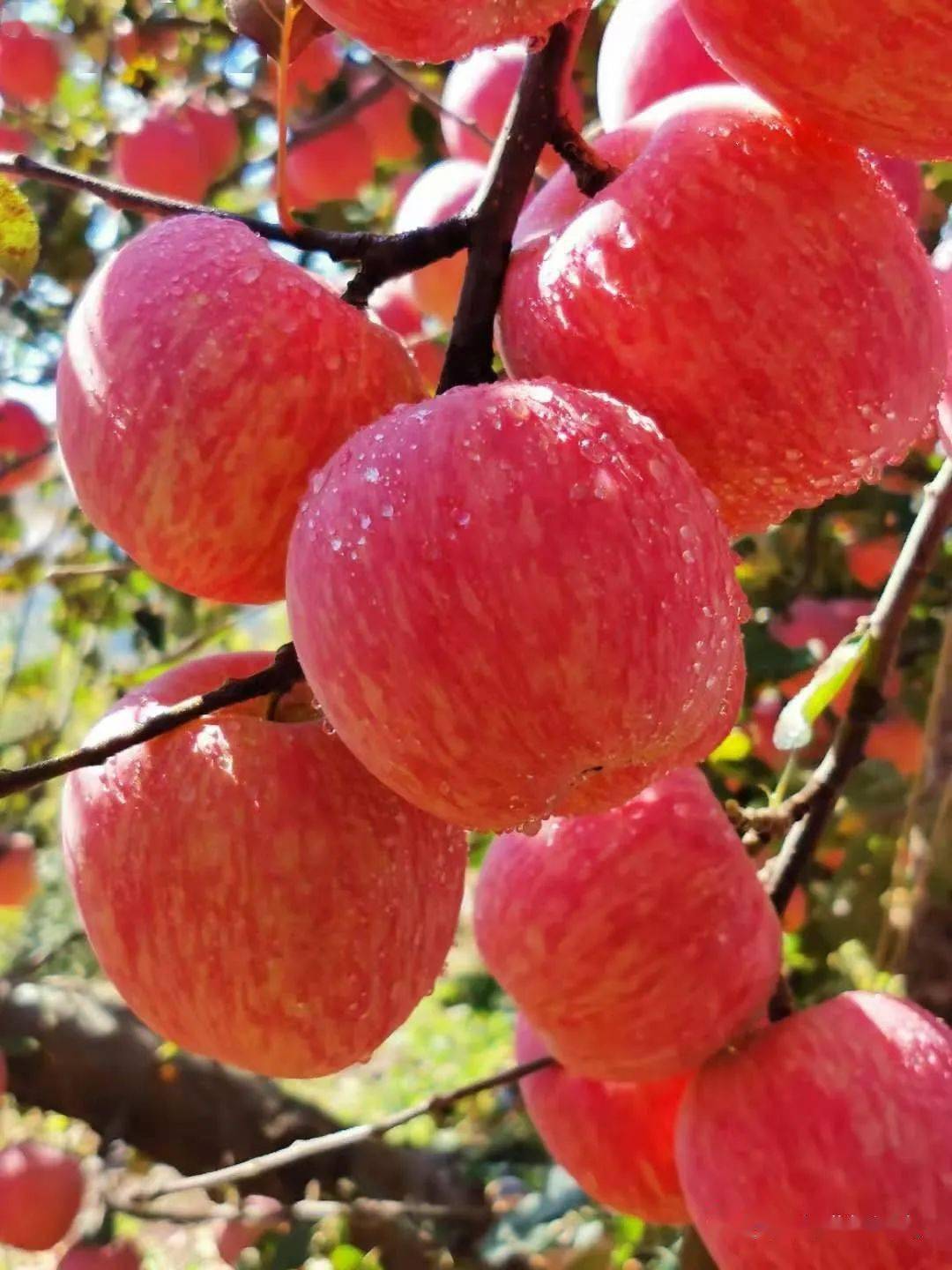 那片红就是沂源红_苹果