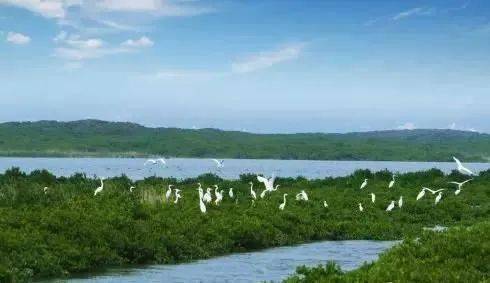 *高的红树林,马栏山遗址就坐落在宁德这处古村落 - 游山玩水 龙岩kk网