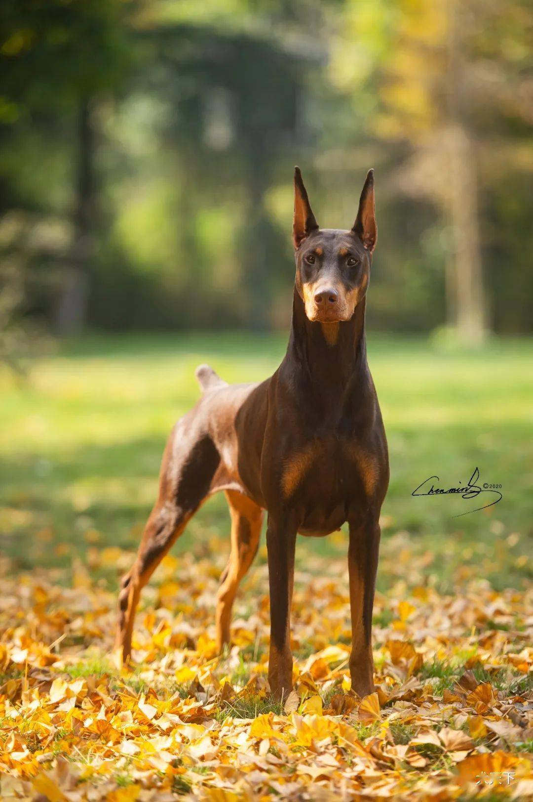 傲视写真杜宾双后19日当天拍摄铂金犬舍繁殖当家花旦两条
