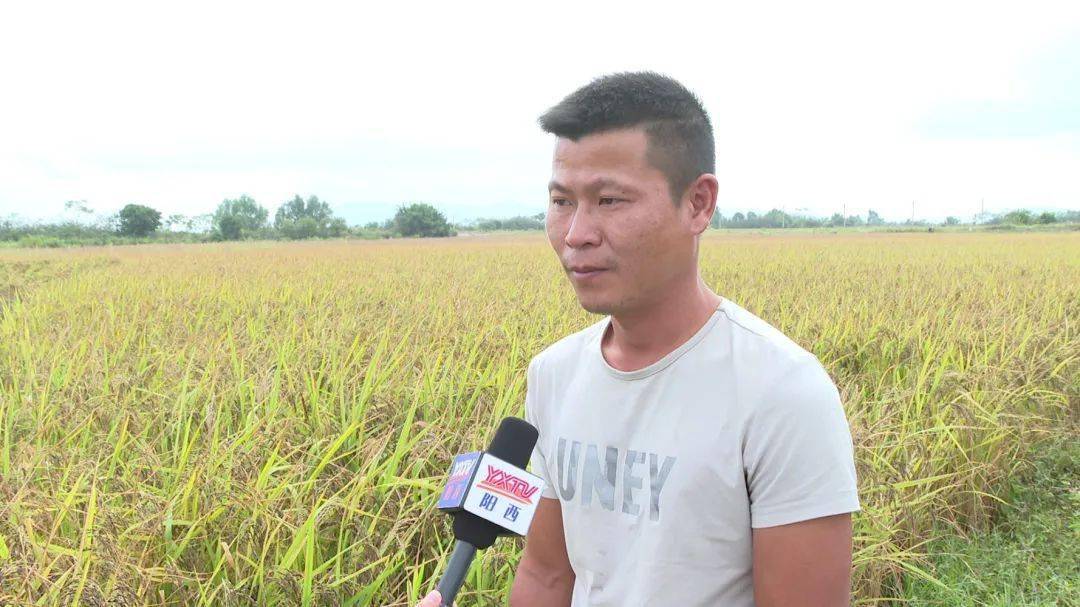 全省唯一耐盐水稻种植试点阳西县程村第二批海水稻喜收割
