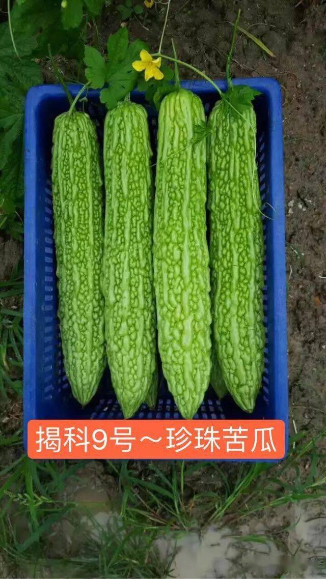 金记珍珠苦瓜|厚肉苦瓜_科技