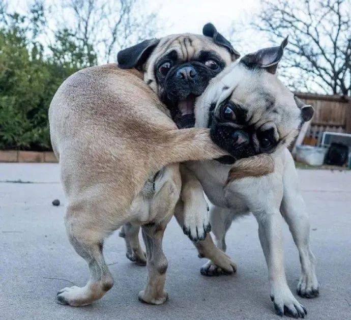 打架呀!打到表情模糊的那种!